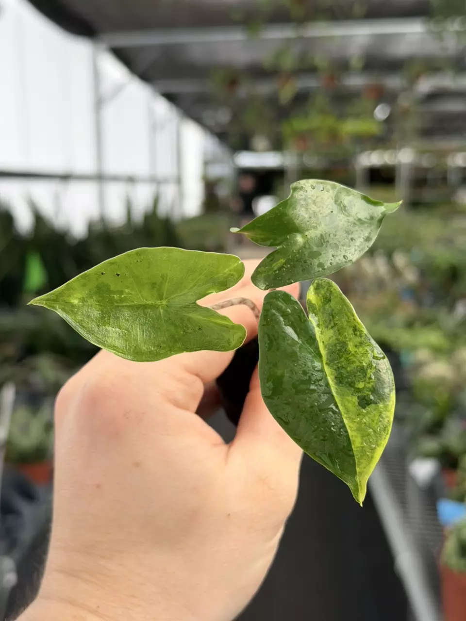 Alocasia Zebrina Aurea Variegated Specific Starter 8581DAP | F thumbnail