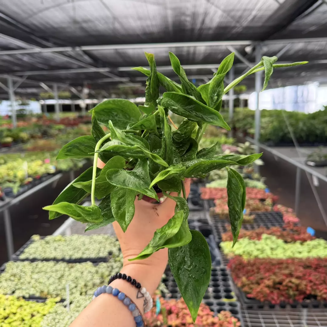 Epipremnum Shangri La Specific 4” Pot 8947ZSE | F | thumbnail