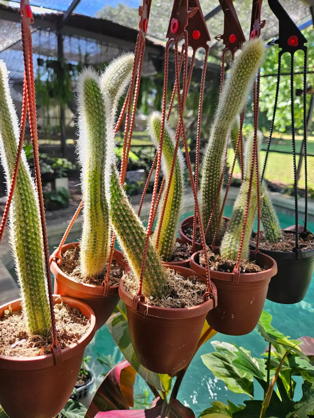 Variegated monkey tail thumbnail