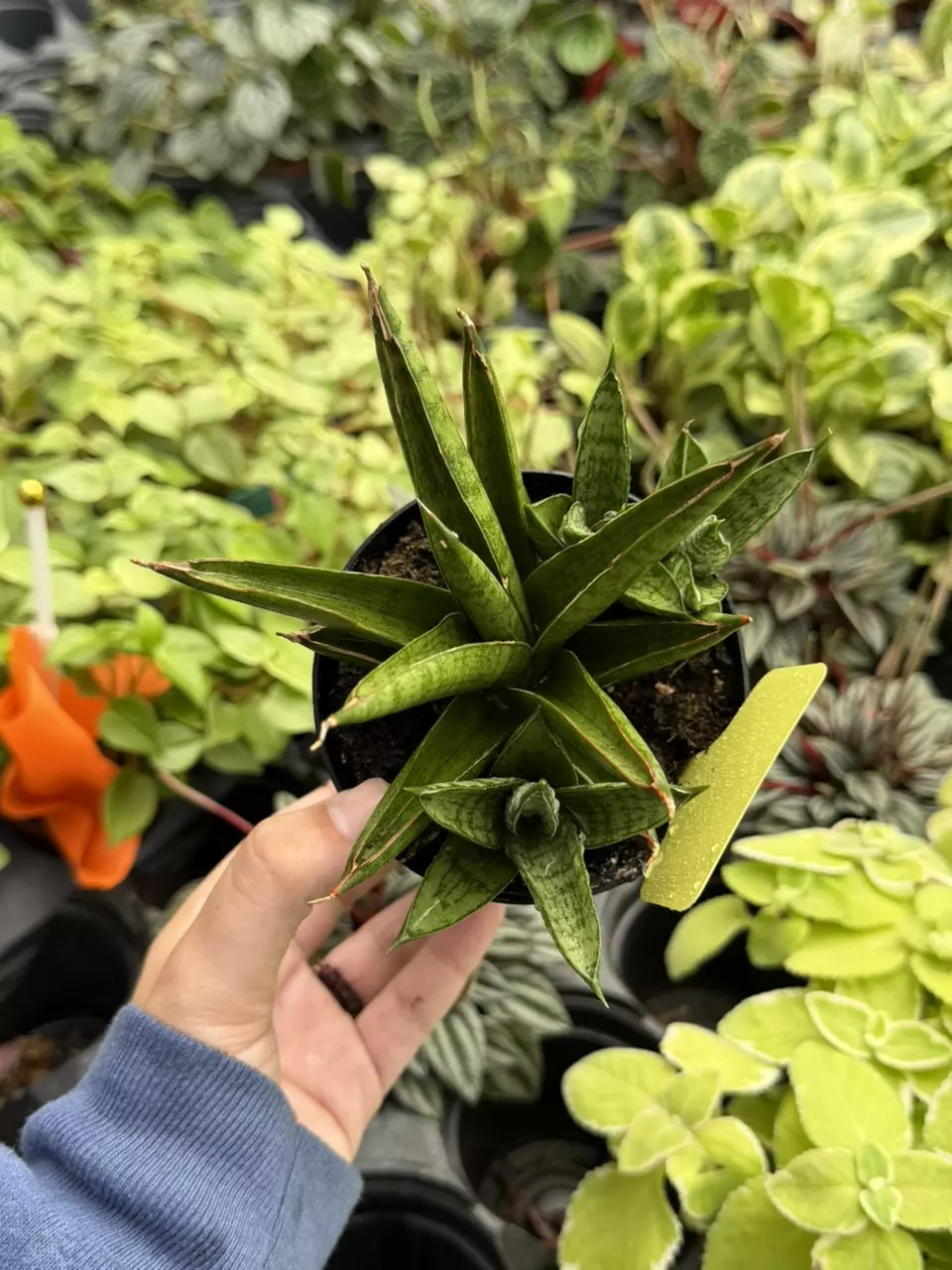 Sansevieria Rockman Specific 4” Pot 8644SMP | F thumbnail