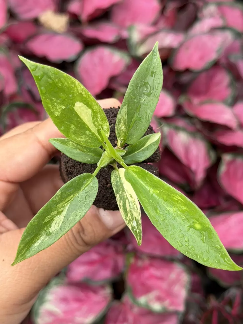 Philodendron Florida Beauty x Tortum Specific Starter 8858HMP | F thumbnail