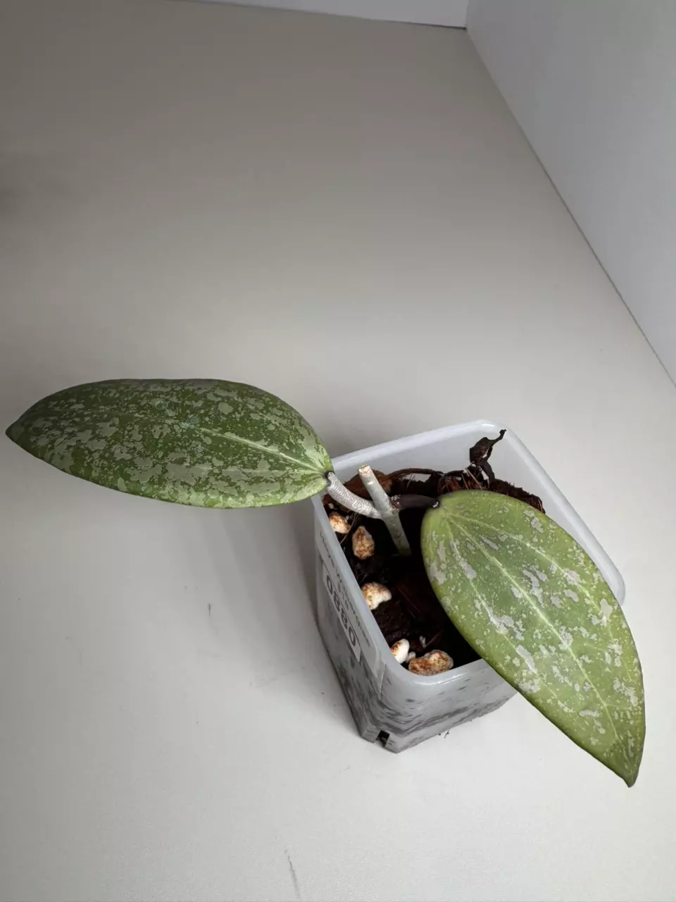 Hoya Wilbergiae 0880 thumbnail