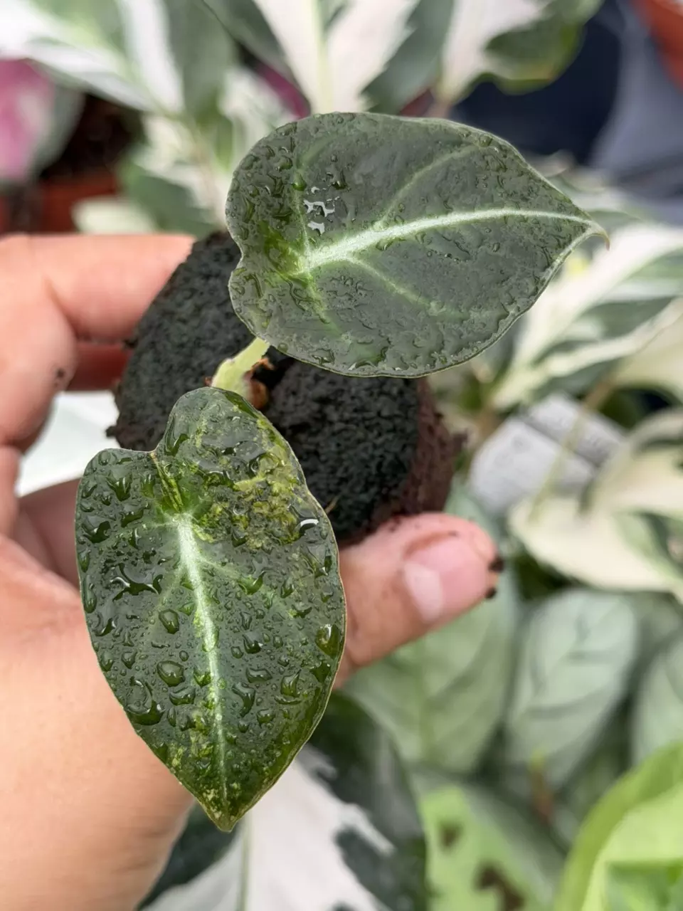 Alocasia Black Velvet Golden Specific Starter 8864HMP | F thumbnail