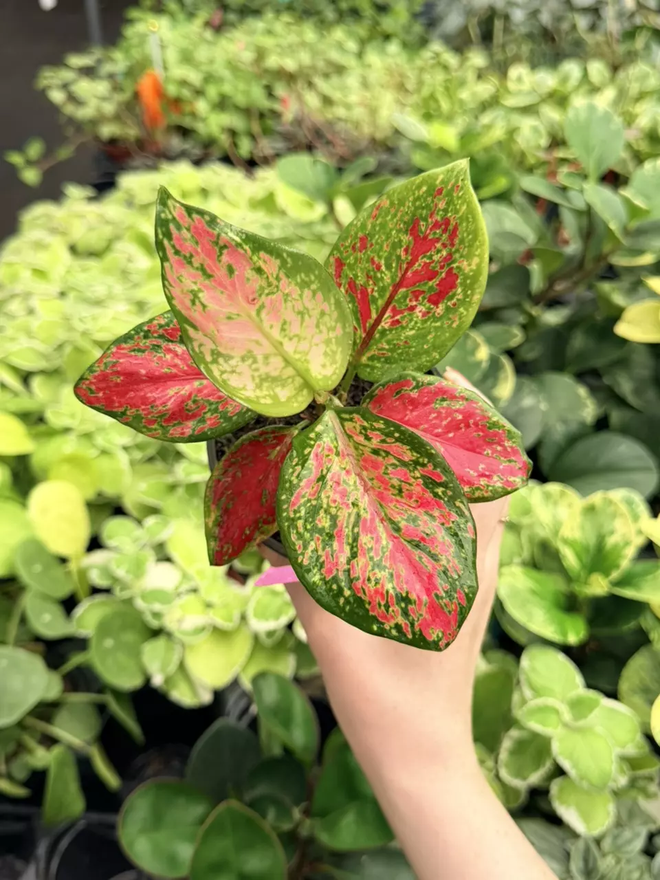 Algaonema Ruby Specific 4” Pot 8746FEP | F thumbnail
