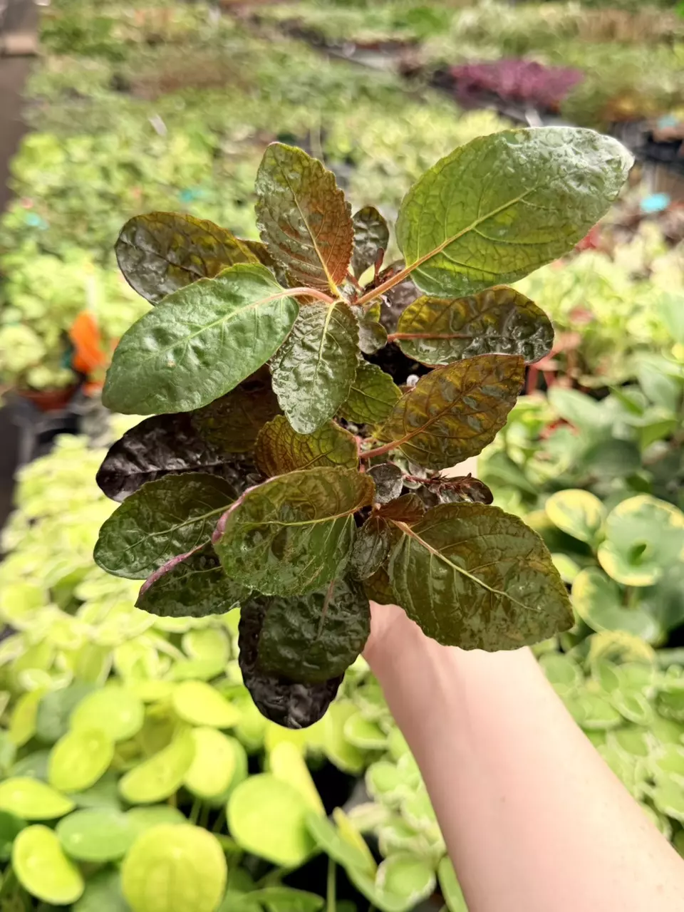 Purple Waffle Specific 4” Pot 8737FEP | F thumbnail
