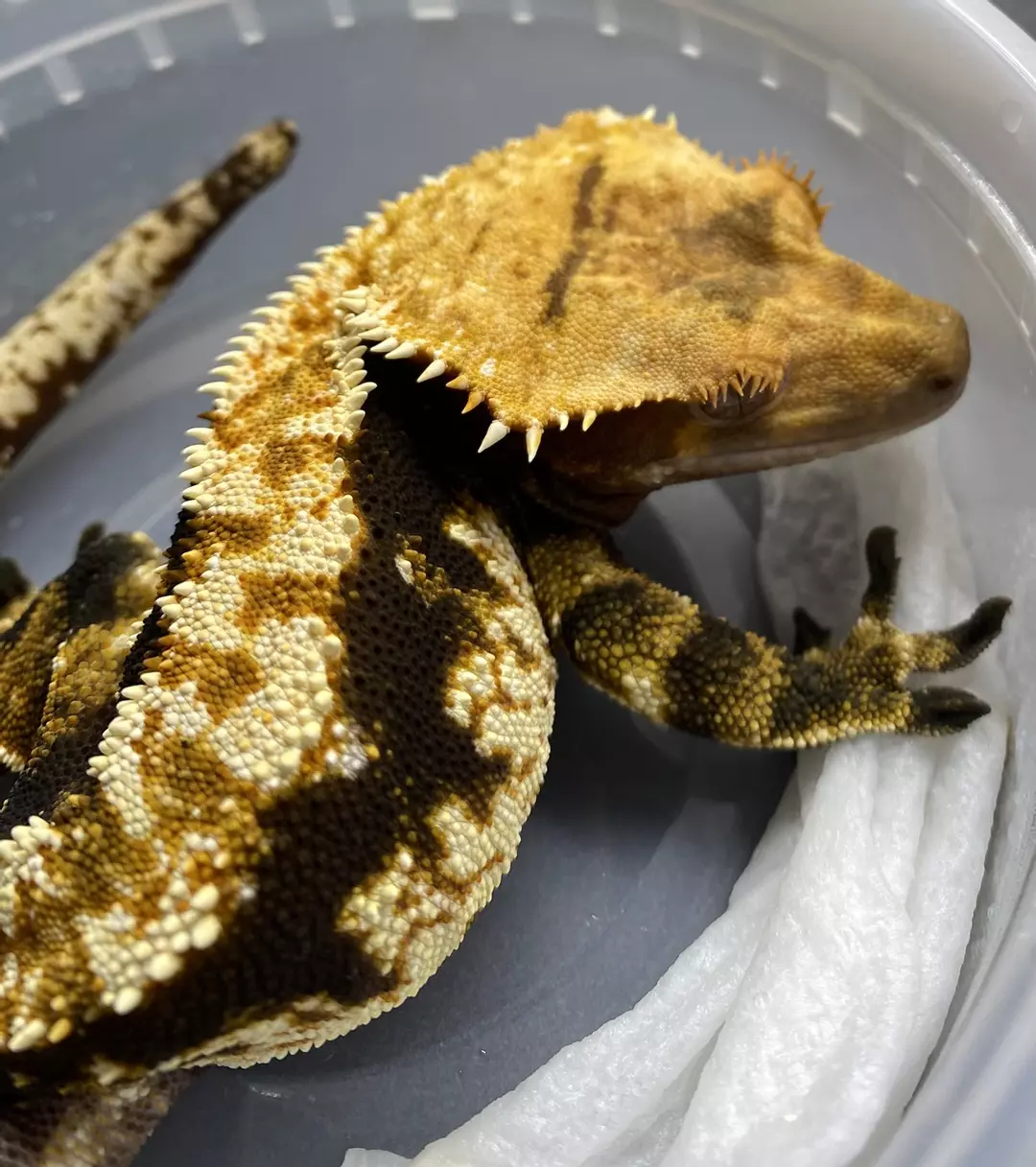 RTB DARK HARLEQUIN S-Back 49g (M) thumbnail