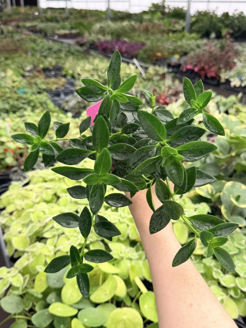 Nematanthus Goldfish Orange Koi Specific 4” Pot 8735FEP | F thumbnail
