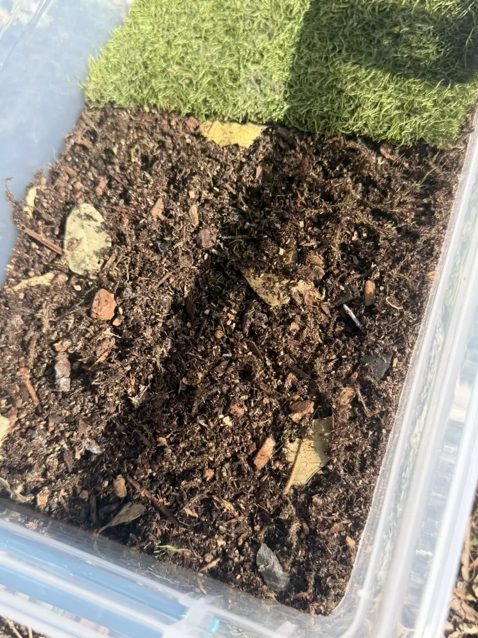 Pre-Made Isopod Substrate thumbnail