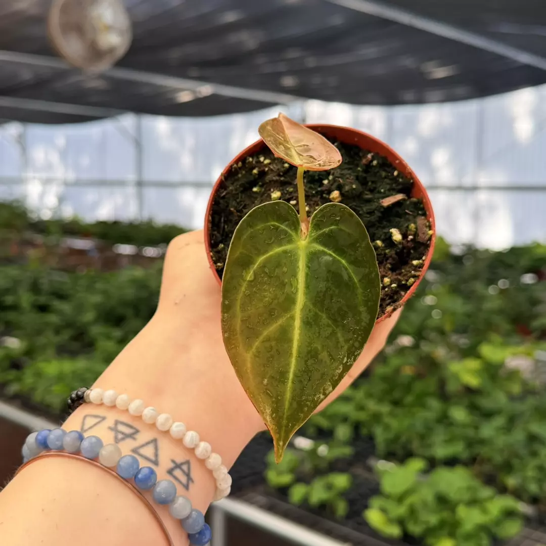 Anthurium Dorayaki x Carla Specific 4” Pot 8958ZSP | F | thumbnail