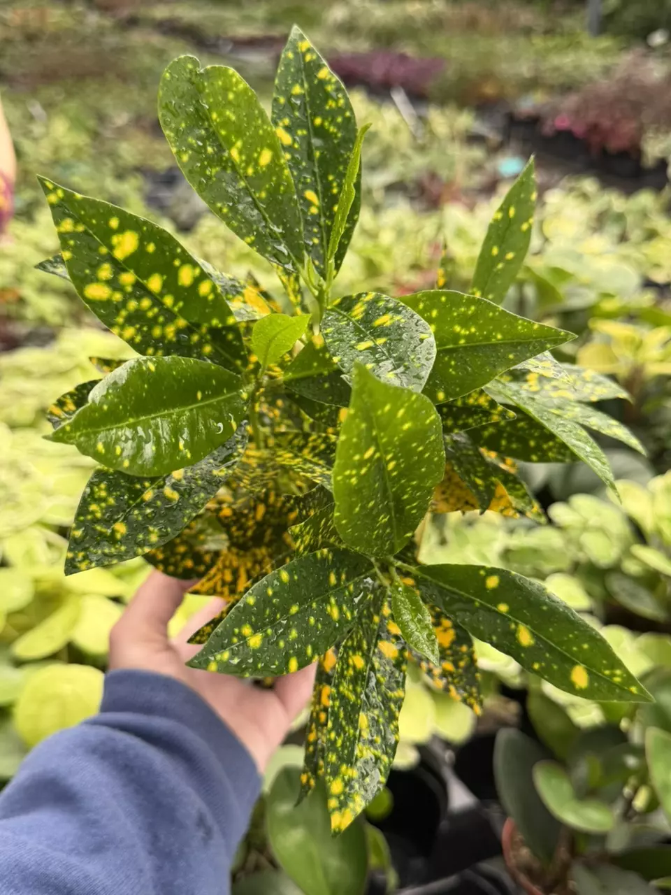 Croton Gold Dust Specific 4” Pot 8637SMP | F thumbnail