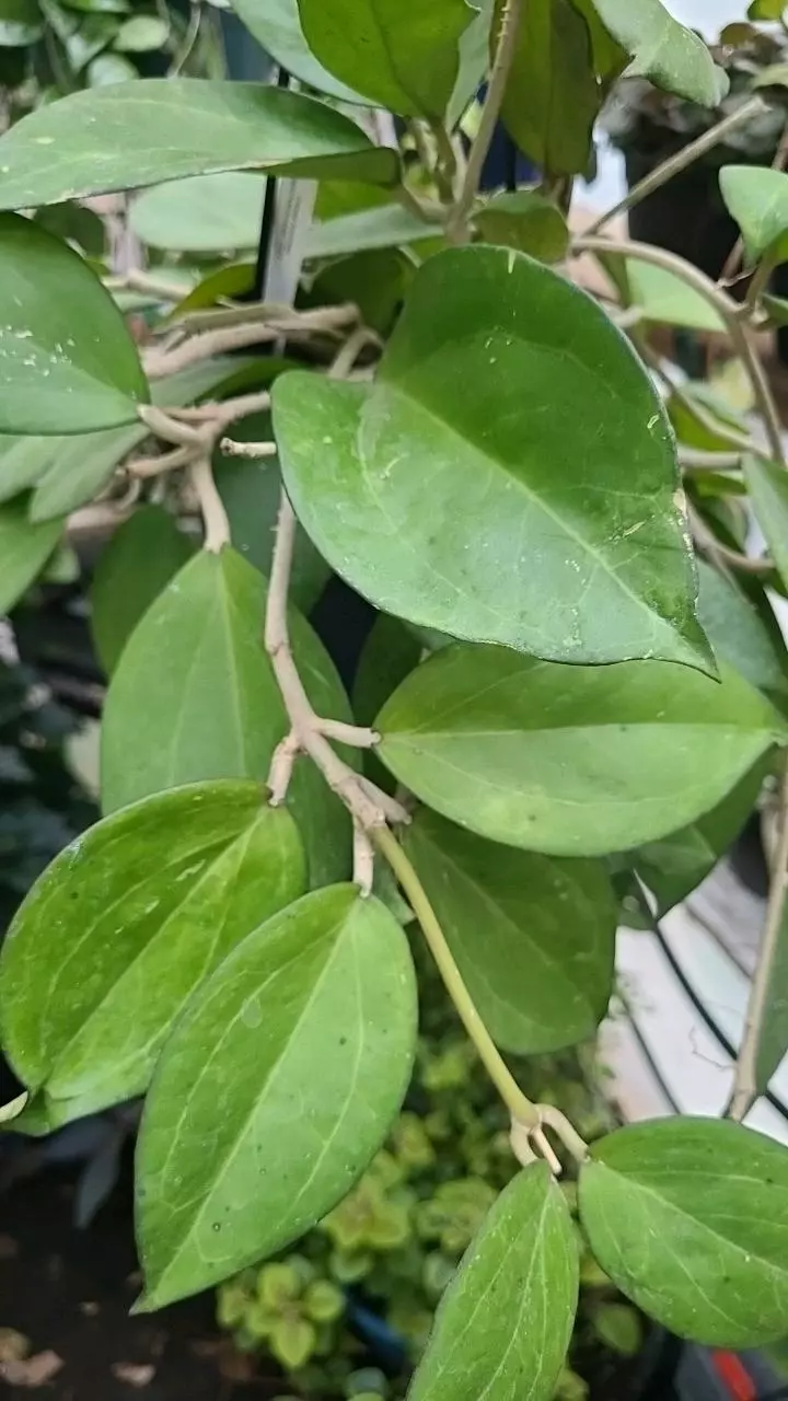 FRESH CUT Hoya Icensis Patcharawalai023 1 Node thumbnail