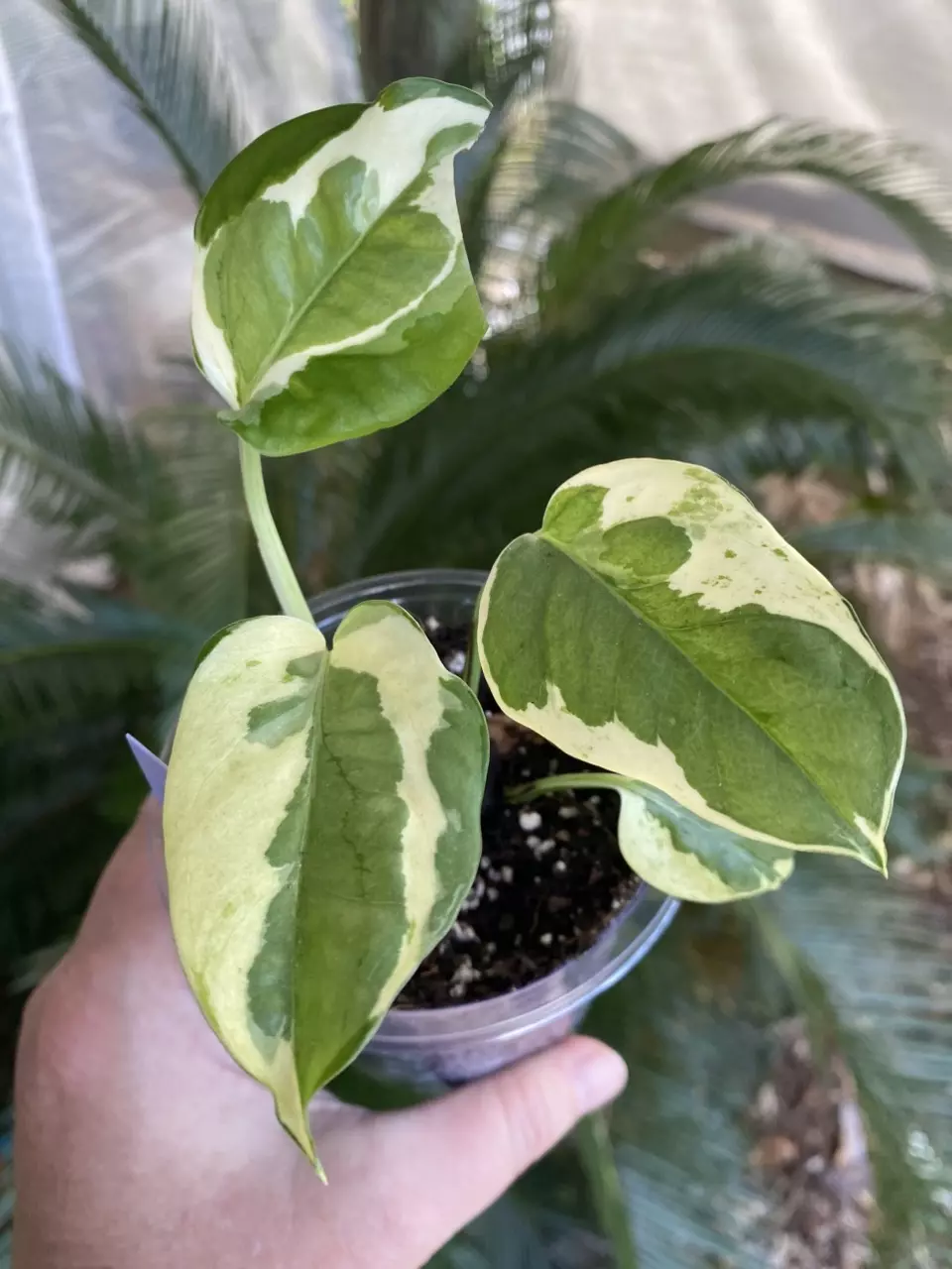 Glacier Pothos thumbnail