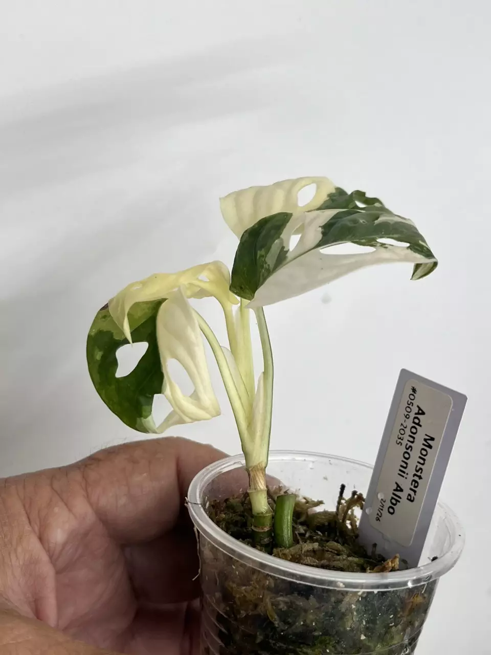 Monstera Adonsonii Albo thumbnail