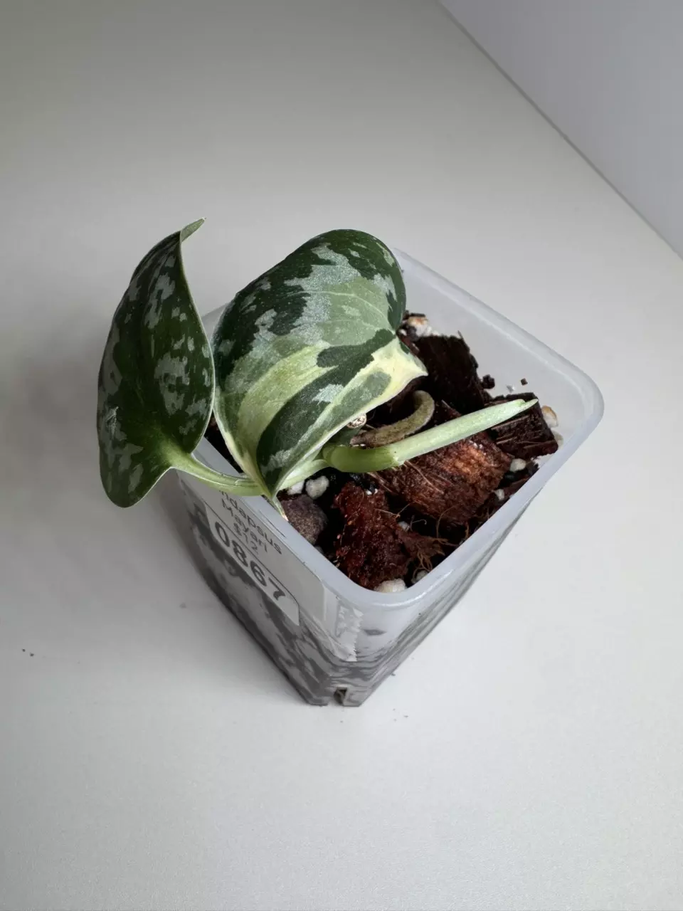 Scindapsus Mayari 0867 thumbnail