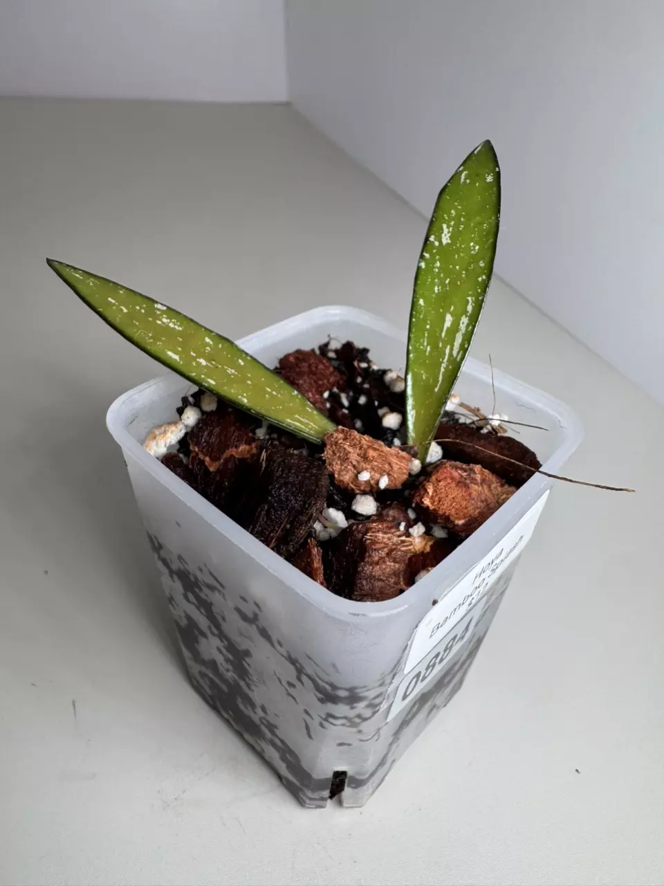 Hoya Bamboo Splash 0884 thumbnail