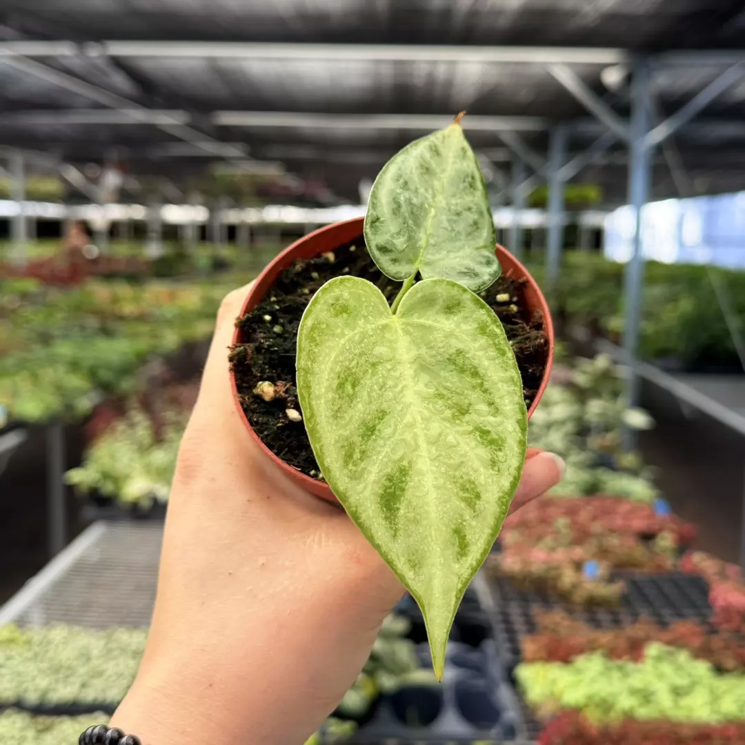 Anthurium Silver Blush x Forgetti Specific 4” Pot 8966ZSP | F | thumbnail