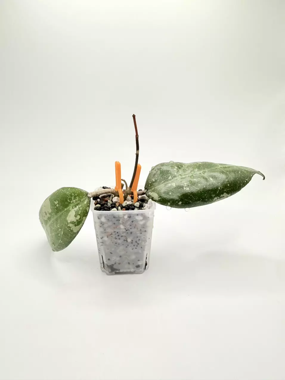Bird of Paradise (rooted) thumbnail