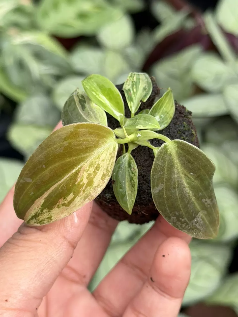 Philodendron Melanochrysum Variegated Specific Starter 8859HMP | F thumbnail
