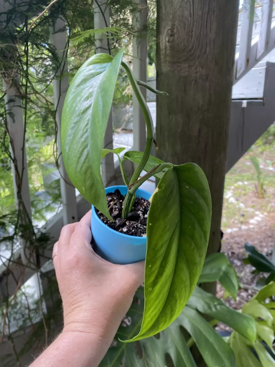 Lemon Marble Epipremnum Pinnatum thumbnail