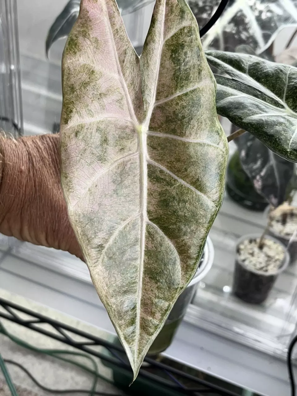 Alocasia Black Satun pink stardust! thumbnail