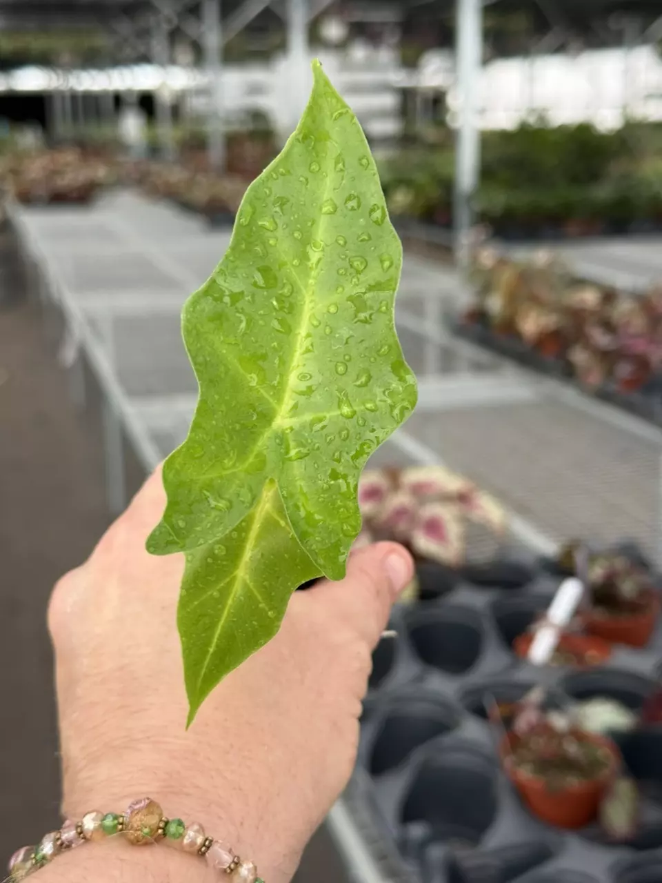 Exact Plant Alocasia Golden Dragon Starter Specific 8425RSP | F | thumbnail