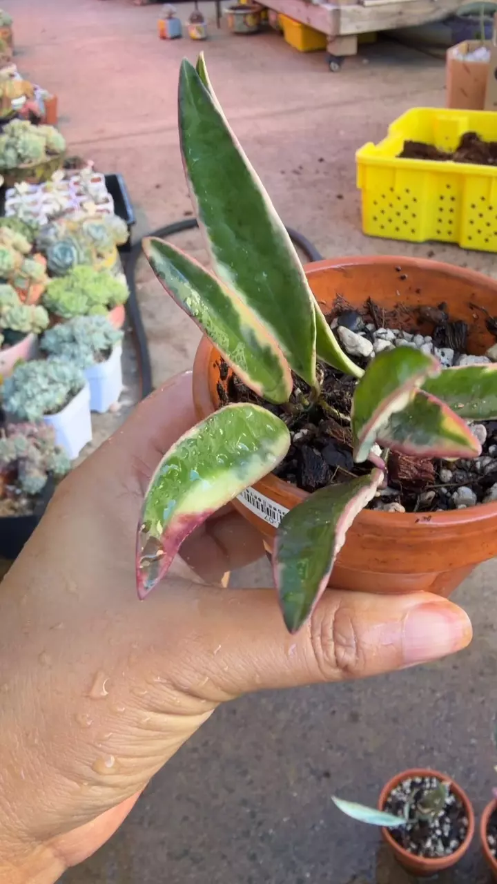 Hoya kentiana ‘lori Lynn thumbnail