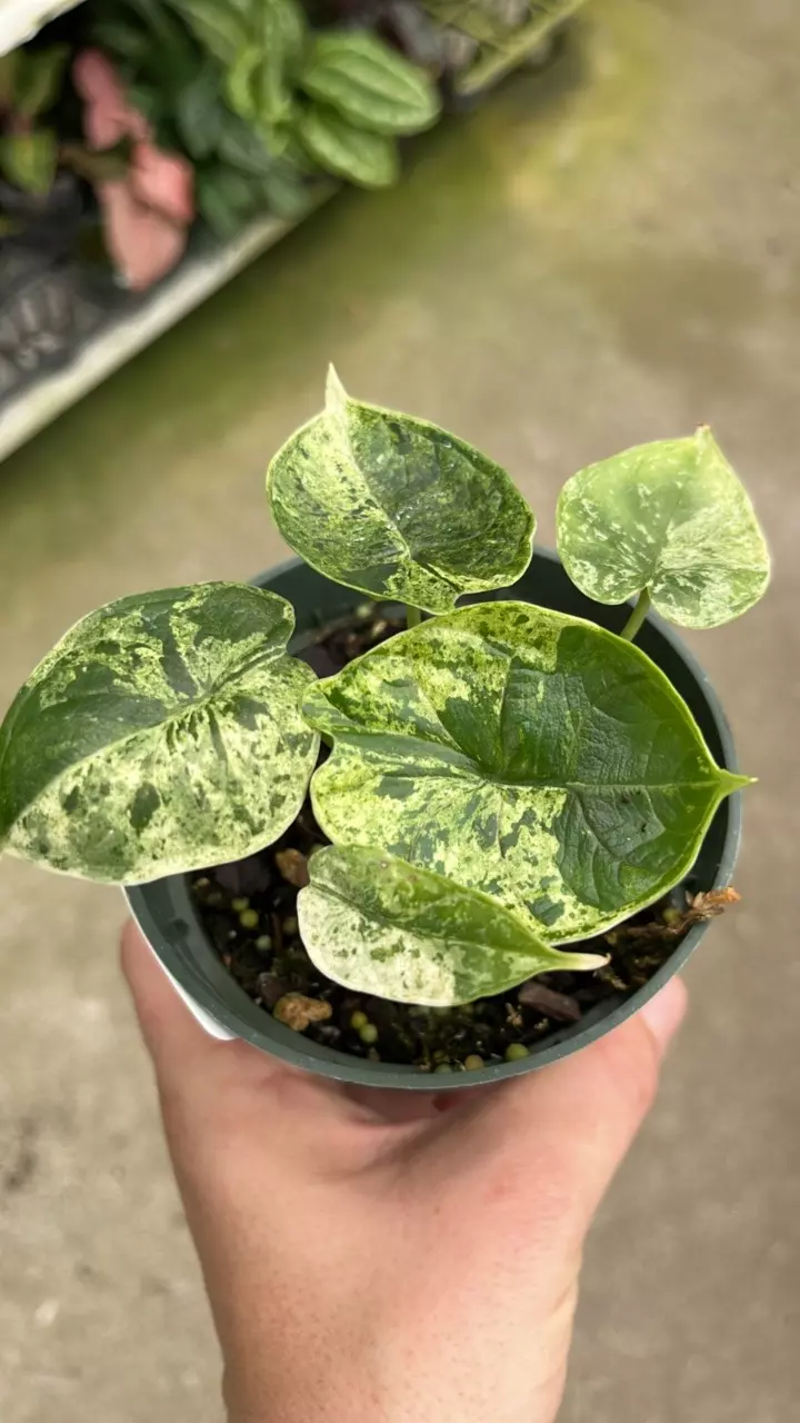 A597 Alocasia Dragon Scale Mint variegated thumbnail