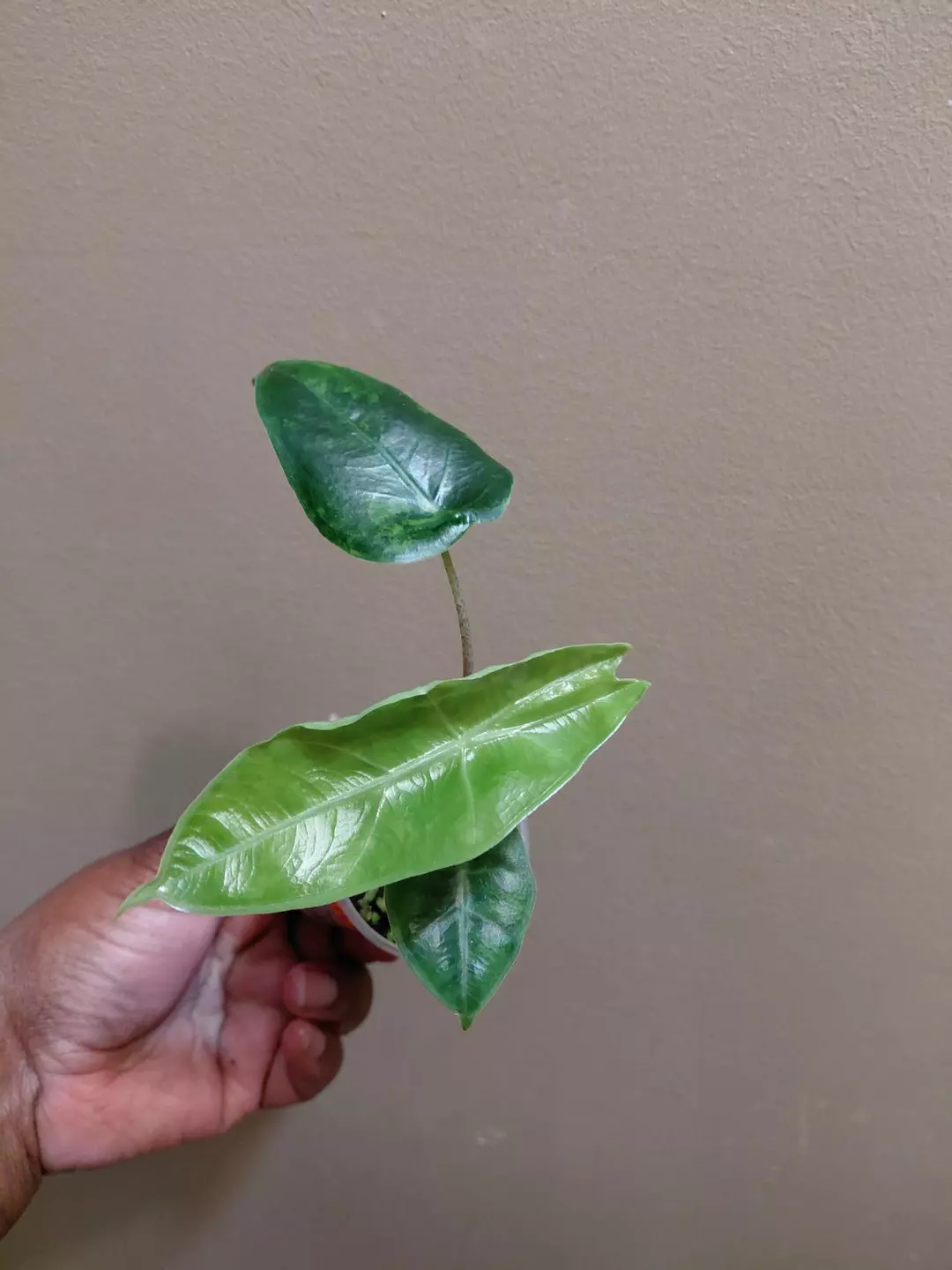 Alocasia Longiloba Green on Green Pup Corm Grown thumbnail