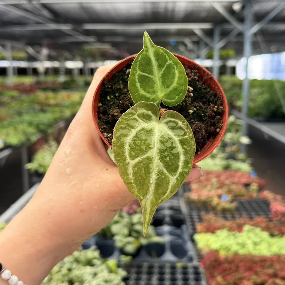 Anthurium Carla x Verde Specific 4” Pot 8957 | F | thumbnail