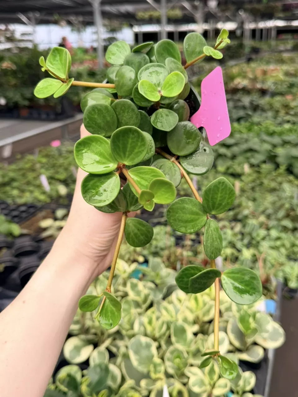 Peperomia Hope Specific 4” Pot 8738FEP | F thumbnail