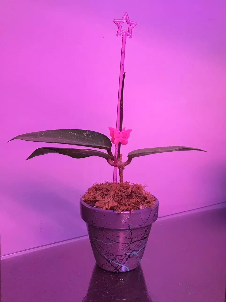 Hoya erythrostemma “Cotton Candy” aka “Pink Pomelo” MB 1594 w/ terra cotta pot thumbnail