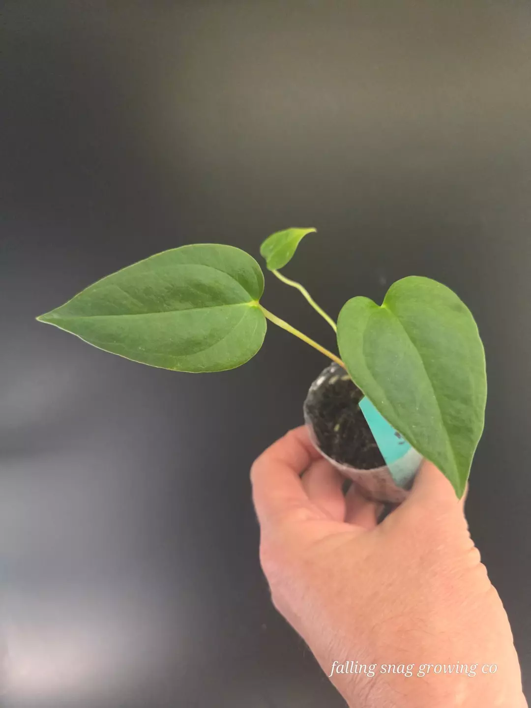 Anthurium 'Vicky' pap x (subsignatum x pap) thumbnail