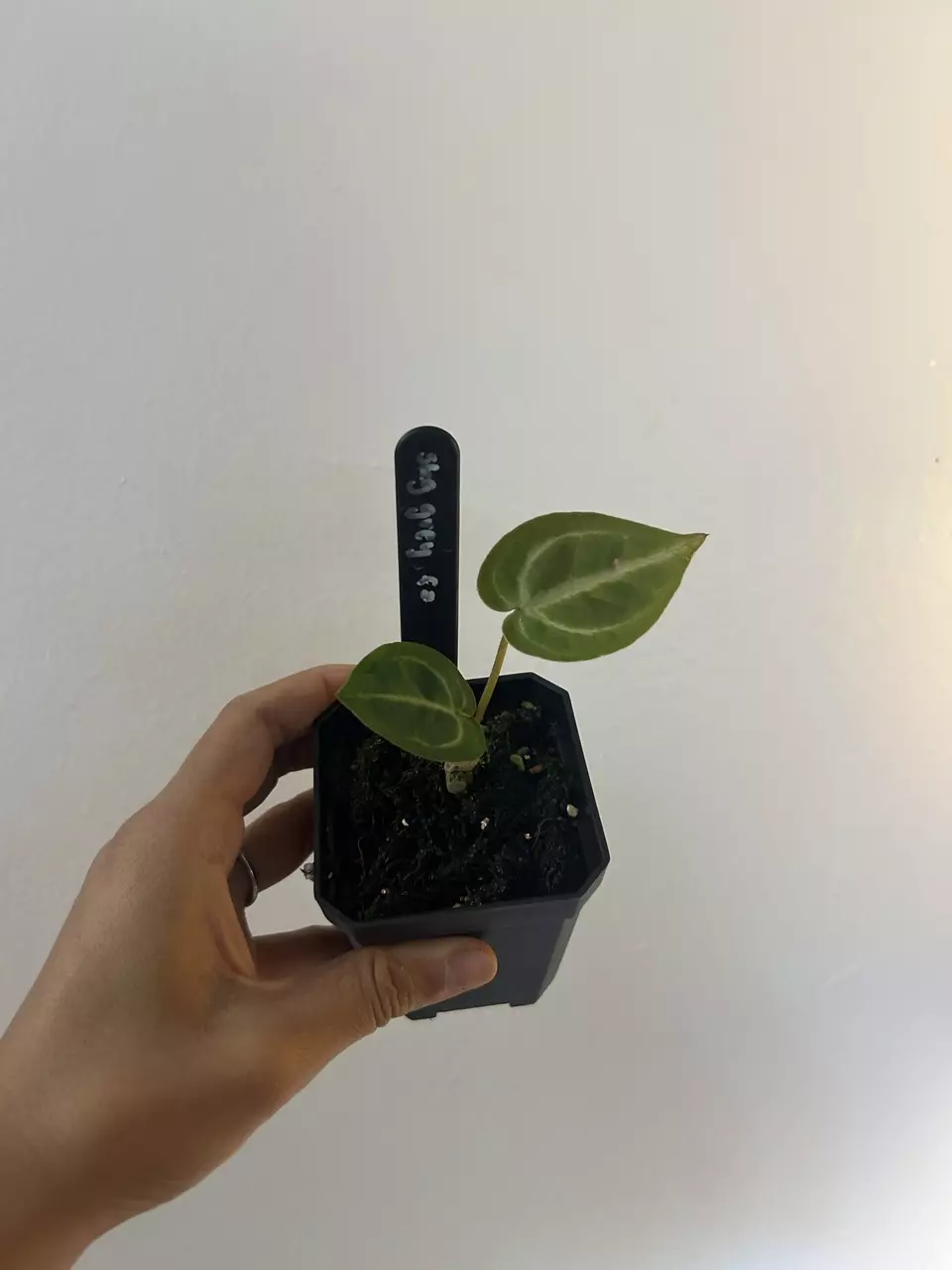 Anthurium SKG Grey F2 thumbnail