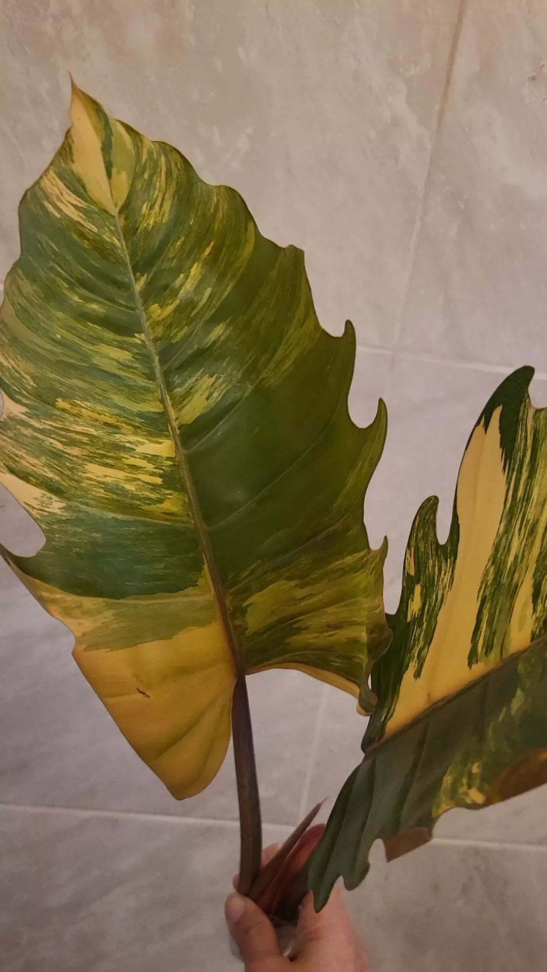 Philodendron caramel marble, huge leaves  ( exact item) thumbnail