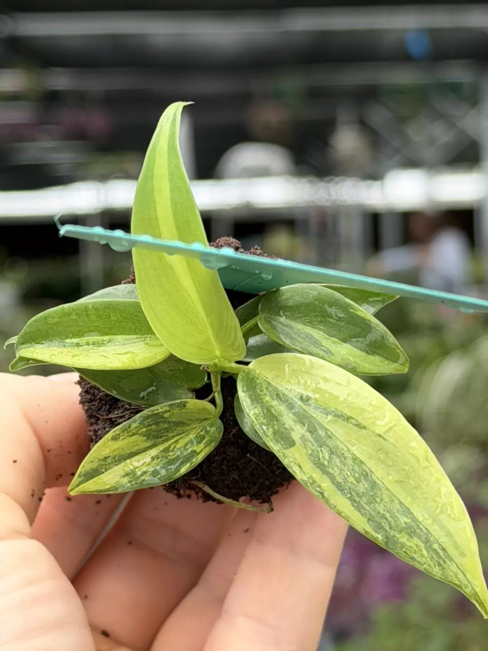 Philodendron Violin Specific Starter 8565DAP | F thumbnail