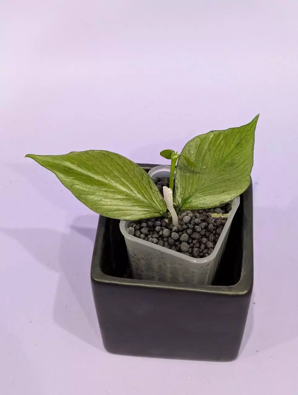 Hoya polyneura silver thumbnail