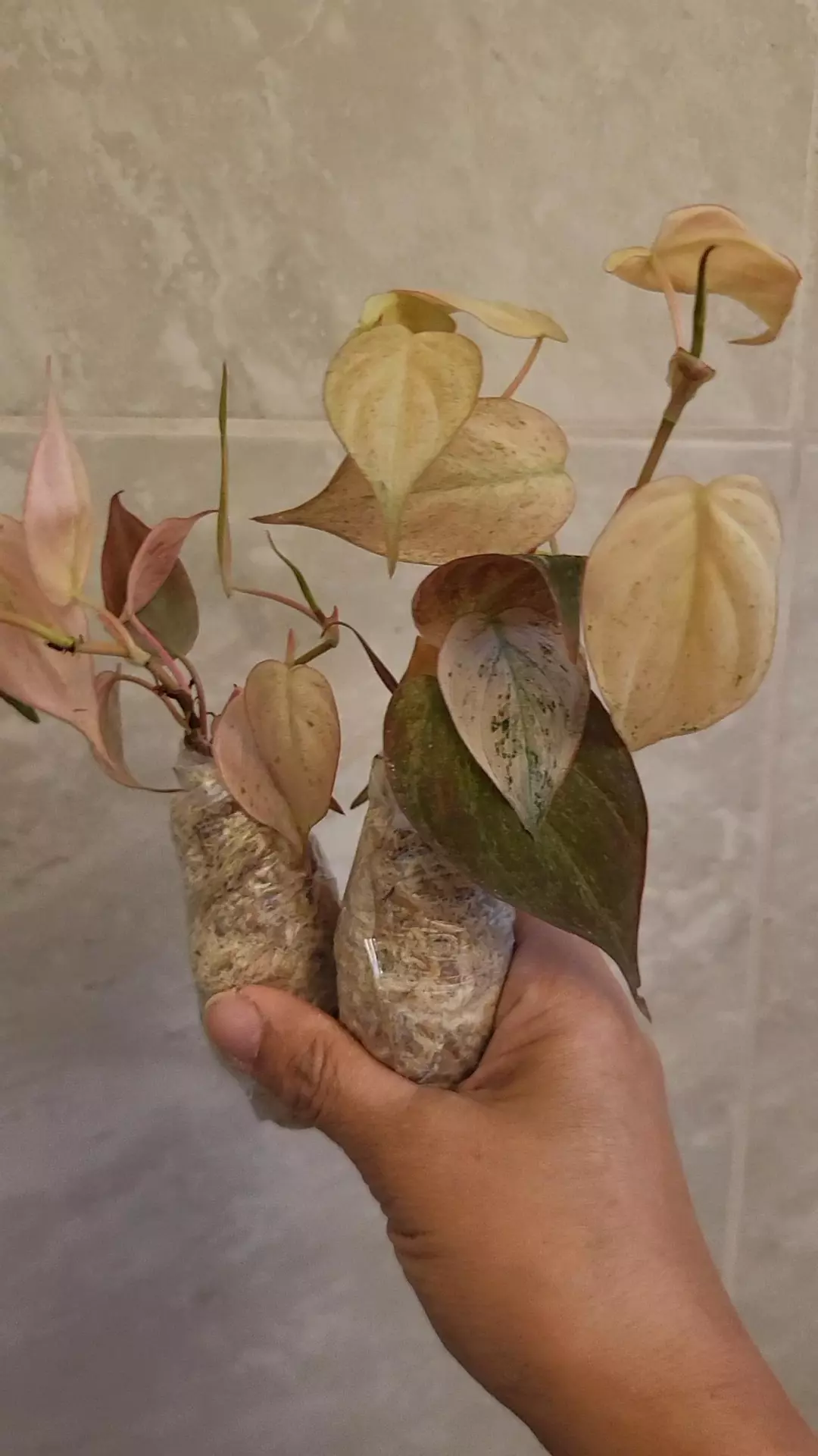 Philodendron micans  strawberry  pink variegated ( 2plants each bundle) thumbnail
