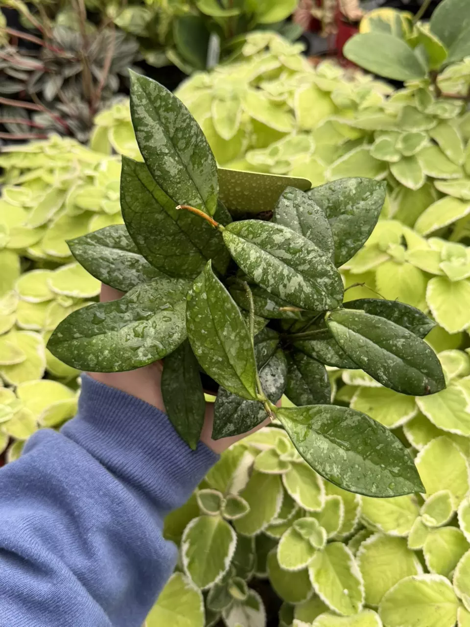 Hoya Crassipetiolata Splash Specific 4” Pot 8645SMP | F thumbnail