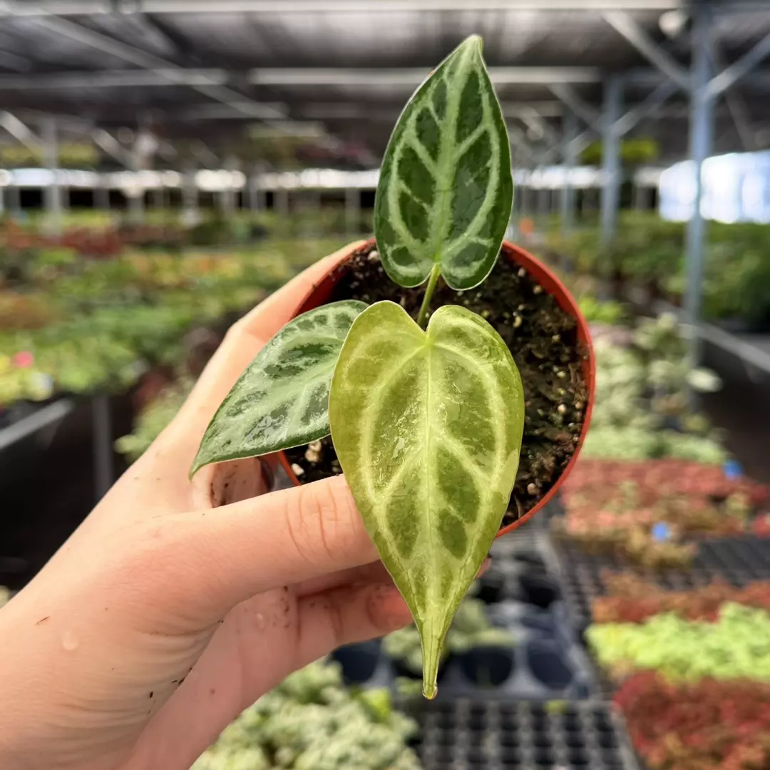 Anthurium Dorayaki x Carla Specific 4” Pot 8964ZSP | F | thumbnail