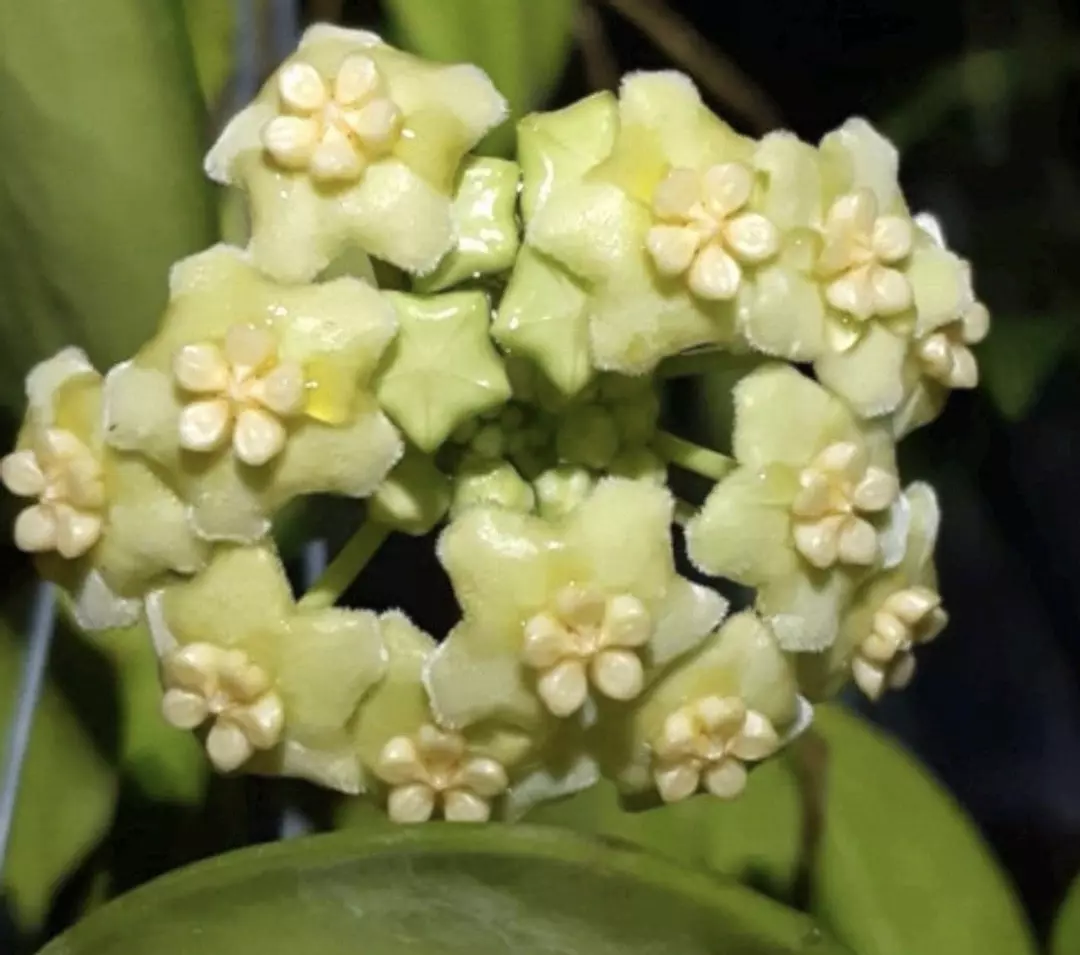 E1868 Hoya AH 014 Rooted Cutting thumbnail