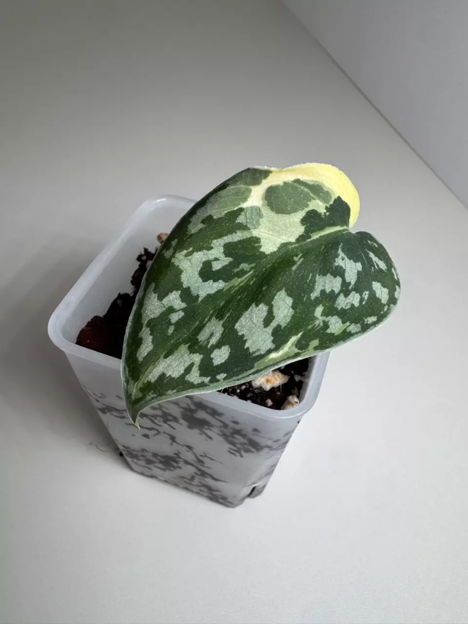 Scindapsus Mayari 0865 thumbnail