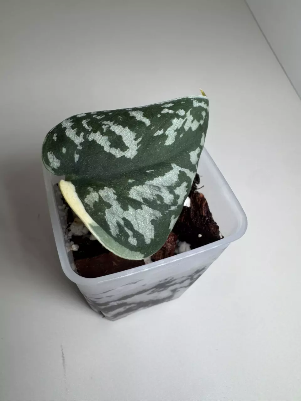 Scindapsus Mayari 0872 thumbnail