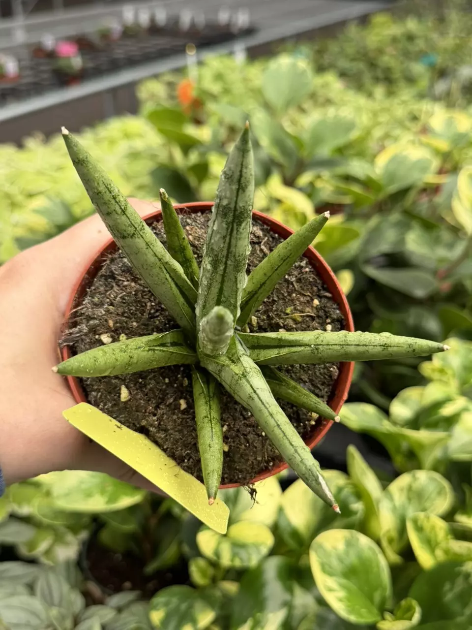 Sansevieria Silver Crown Specific 4” Pot 8639SMP | F thumbnail