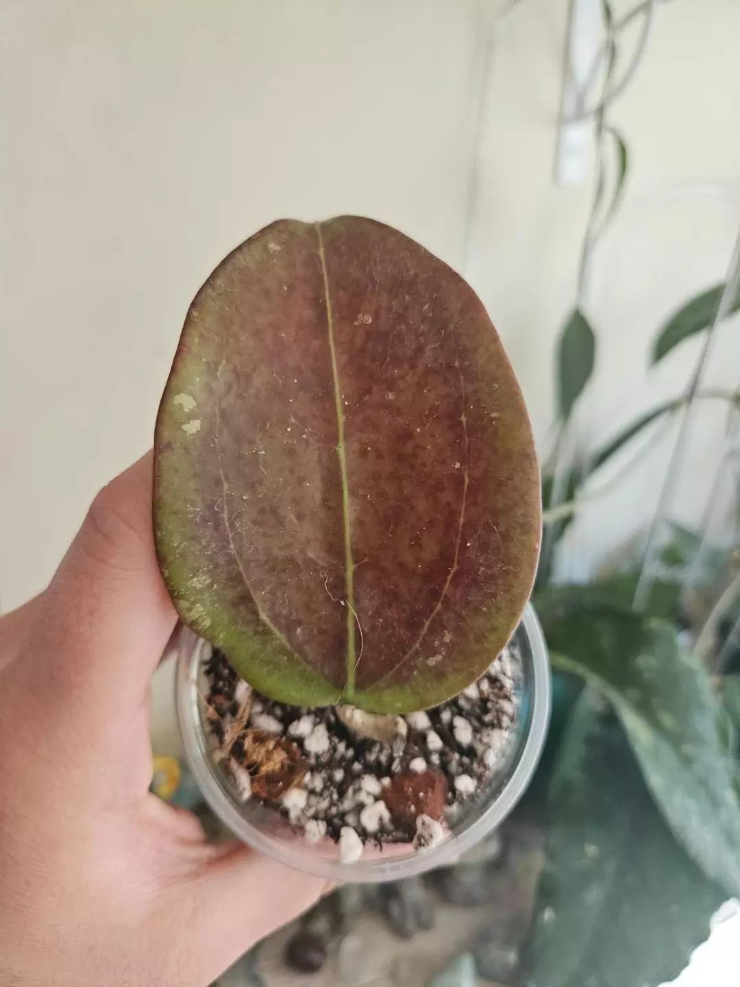 Hoya Black Magic #261 one leaf special thumbnail