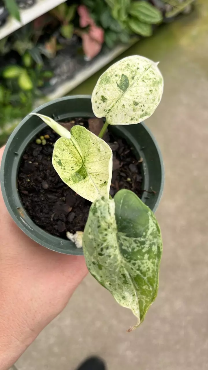 a581 Alocasia Dragon Scale Mint variegated thumbnail