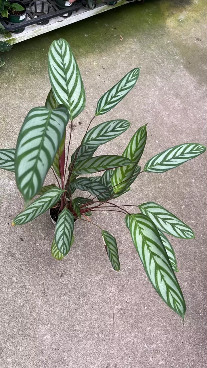 A533 Calathea Bengal Tiger thumbnail