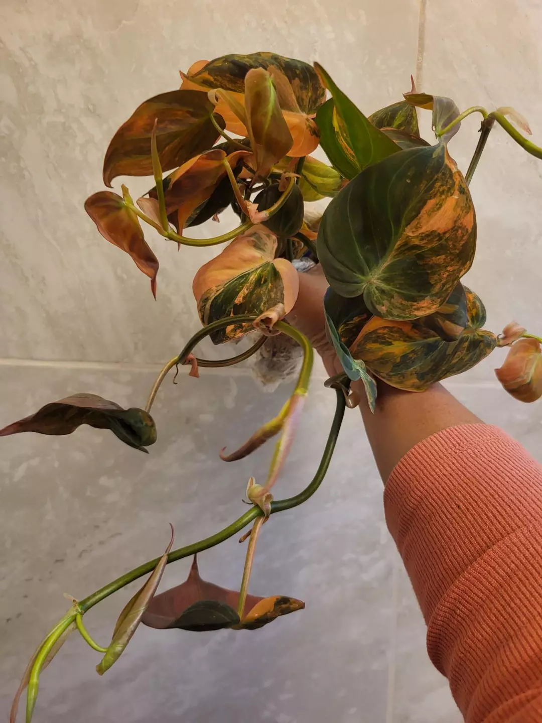 Philodendrin micans aurea   orange  varieagation ( Cutting) thumbnail