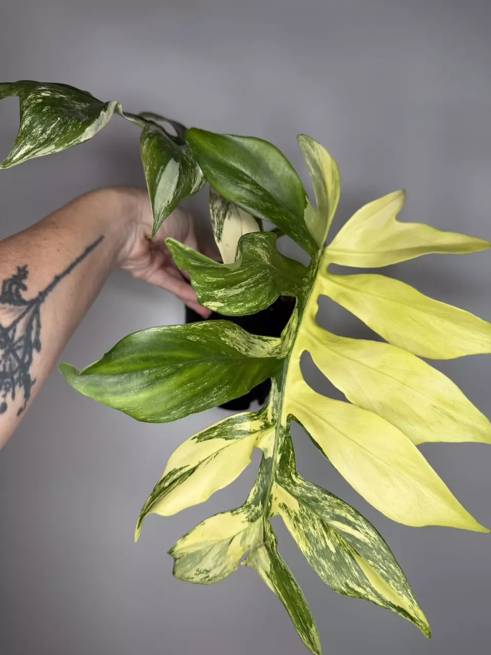 Philodendron Distantilobum Variegated thumbnail