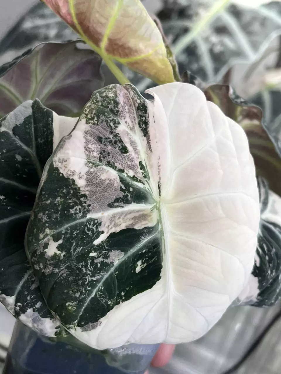 Alocasia PBV mature plant thumbnail