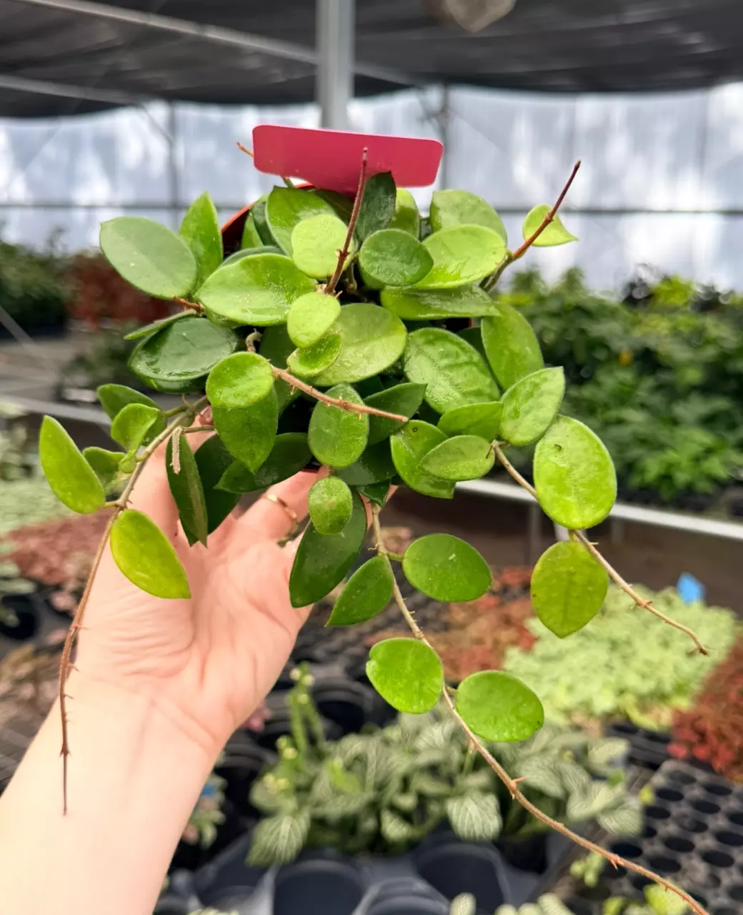 Hoya Chouke Specific 4” Pot 8744FEP | F thumbnail